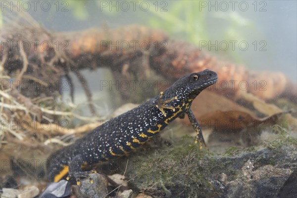 Great Crested Newt