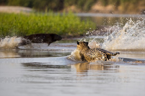 South american jaguar