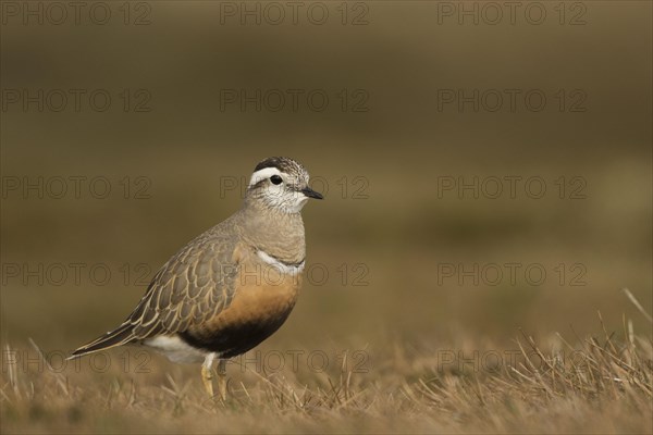 Dotterel Female