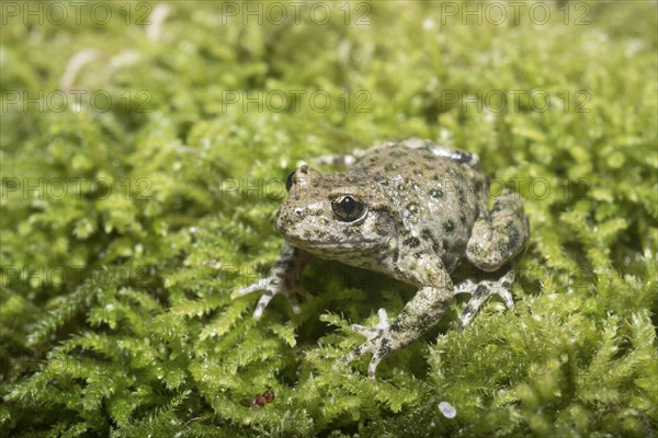 Midwife Toad