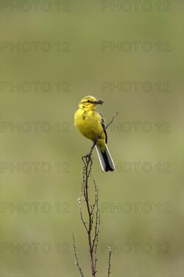 Yellow Wagtail