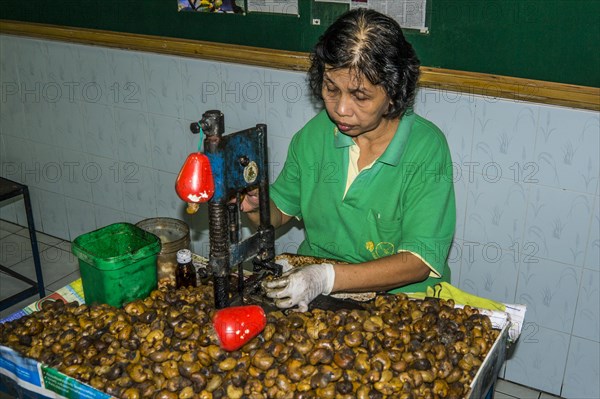 Cashew nut factory