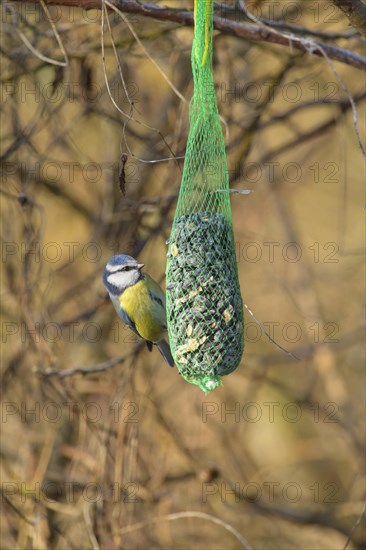 Blue tit