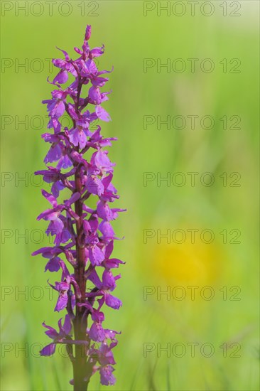 Greater early purple orchid