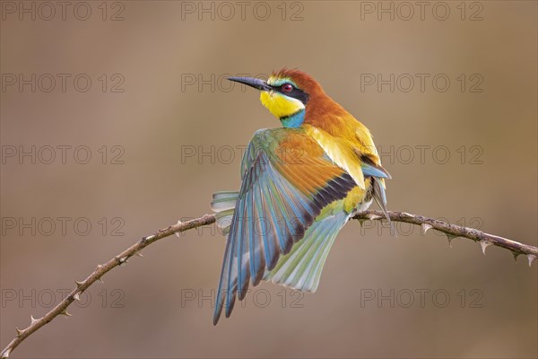 Bee-eater