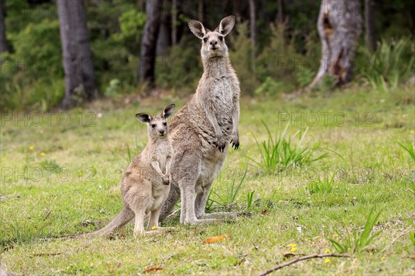 Eastern grey kangaroo