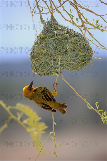 Cape Weaver