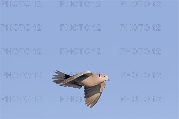 Eurasian Collared Dove