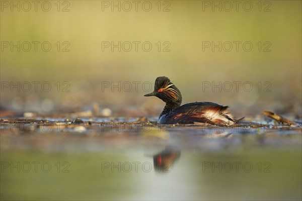 Adult black-necked grebe