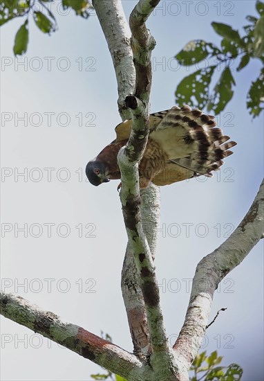 Double-toothed Kite