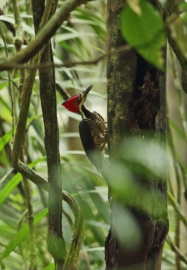 Red-crested Woodpecker