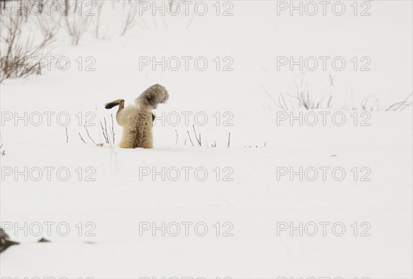 American Red Fox