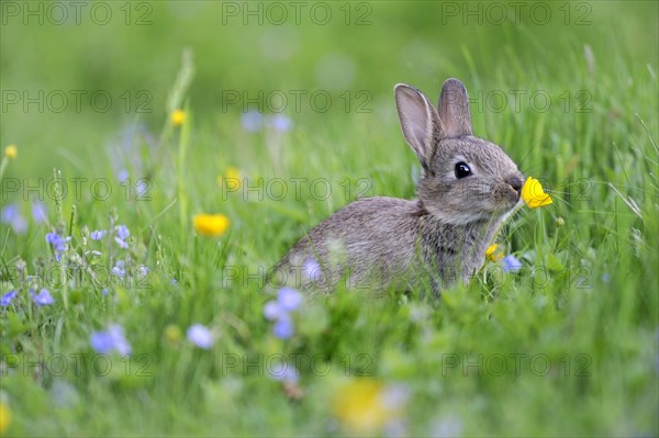 European rabbit