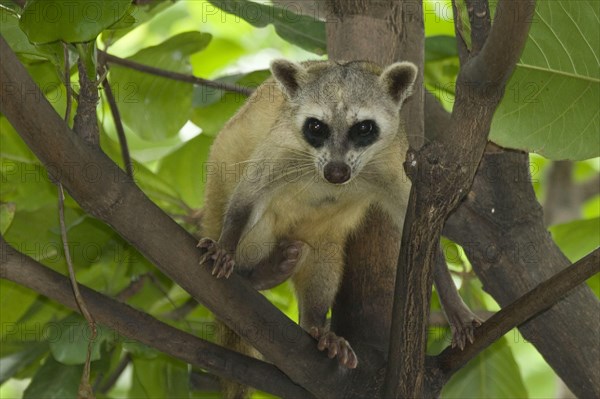 Crab-eating raccoon