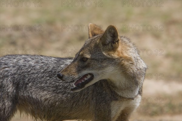 Golden jackal