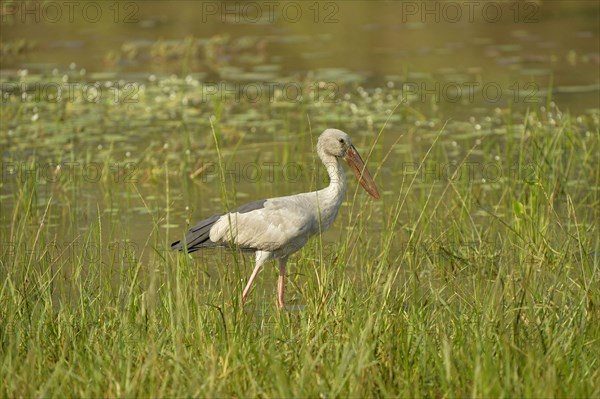 Asian openbills