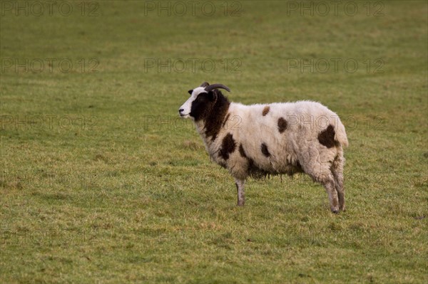 Female Jacon sheep
