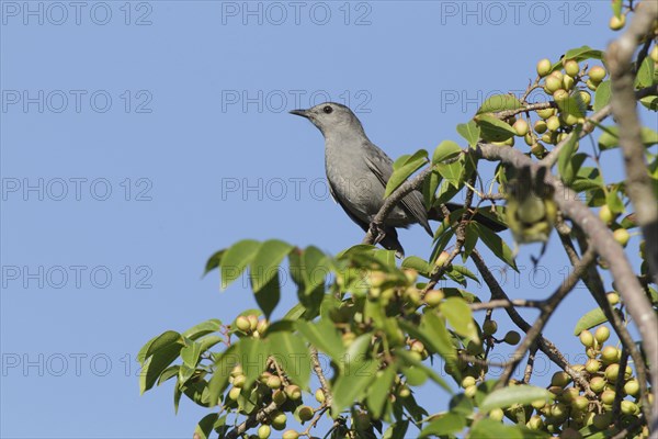 Grey Catbird