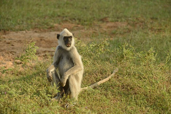 Tufted grey tufted gray langur