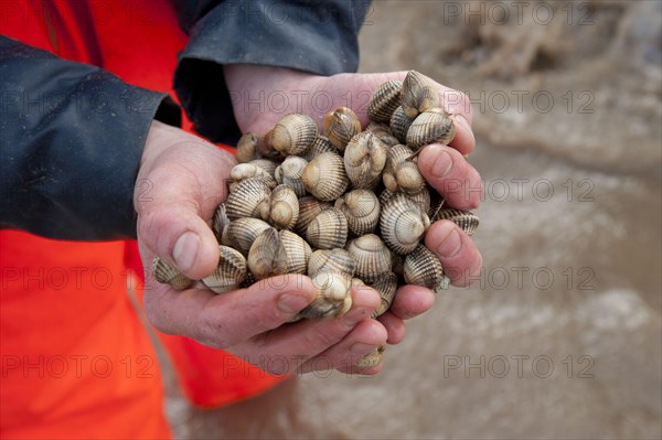 Licensed cockle picker holding cockles in hands after picking from cockle beds