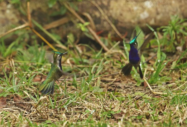 Green-crowned plovercrest