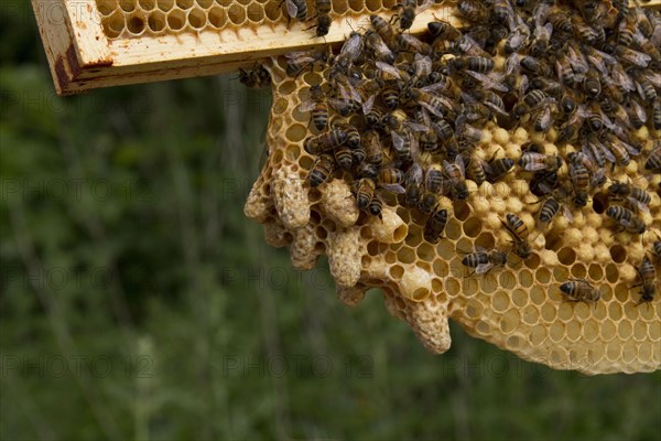 Western honey bee