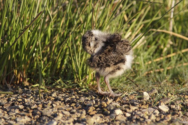 Northern Lapwing