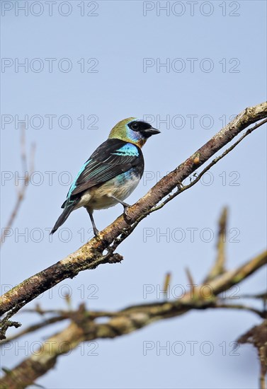 Tangara larvata franciscae