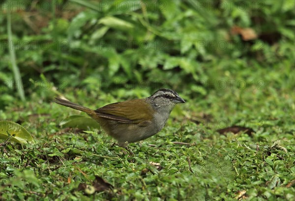 Adult Black-striped Sparrow