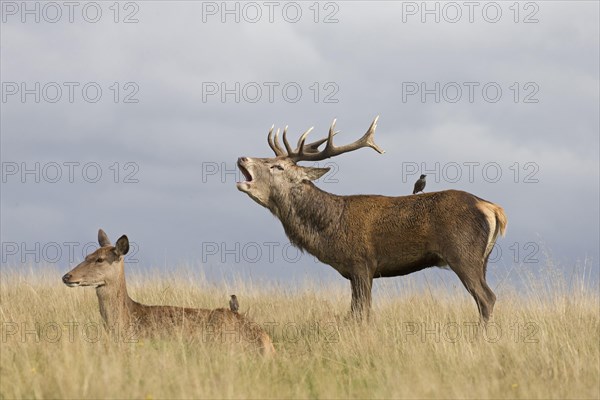 Red Deer