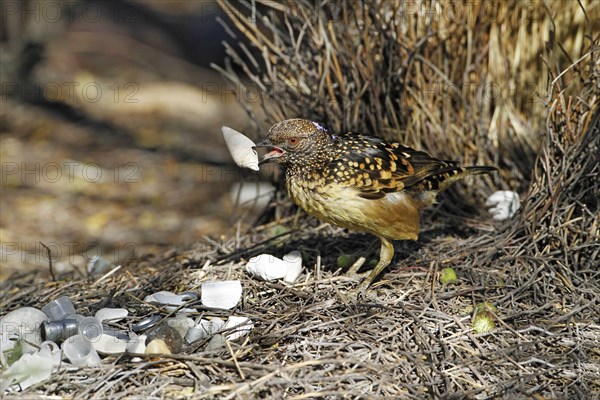 Spotted Bowerbird