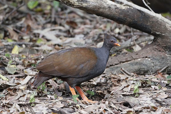 Orange-footed Scrubfowl