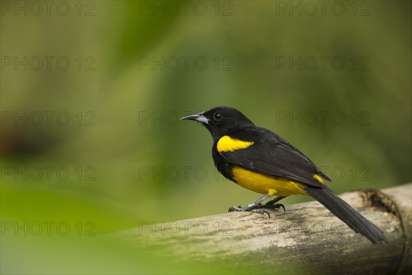 Yellow-shouldered Oriole
