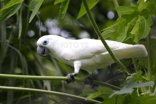 Blue-eyed cockatoo