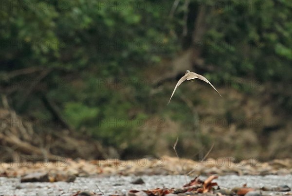 Masked Finfoot