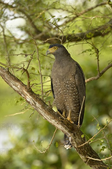 Crested crested serpent eagles