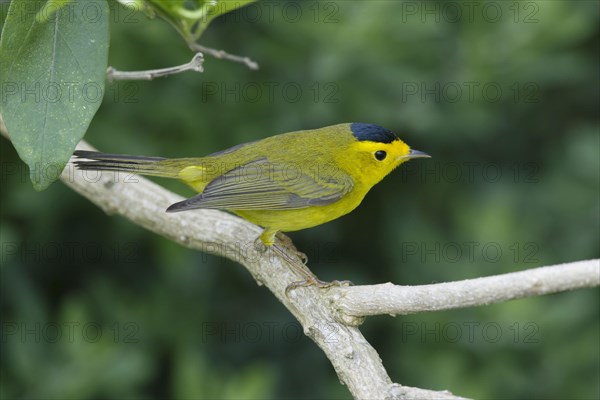 Wilson's Warbler