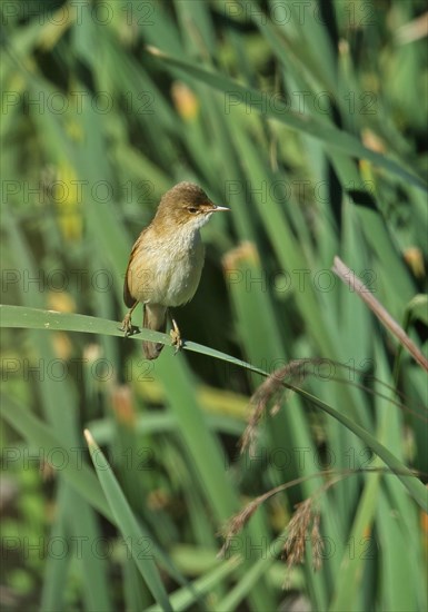 African Reed-warbler