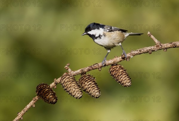 Coal Tit