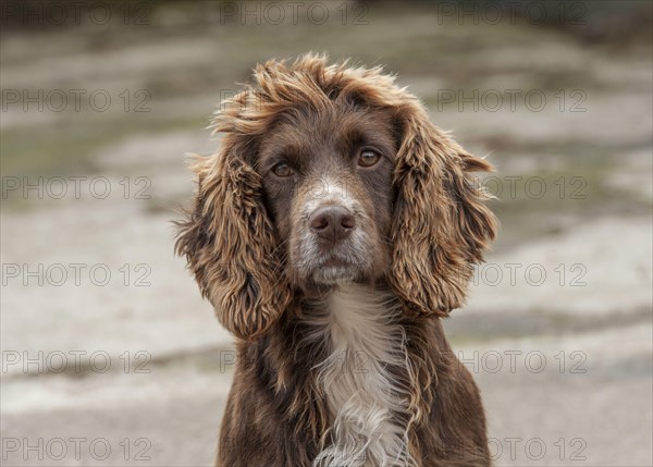 English Cocker Spaniel