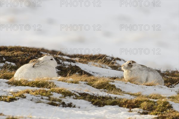 Mountain Hare