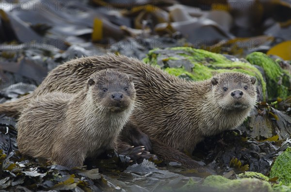 European Otter