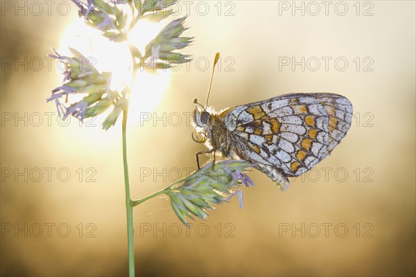 Heath Fritillary