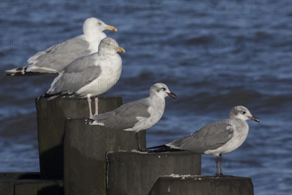 Laughing Gulls with Herring Gulls in Cape May