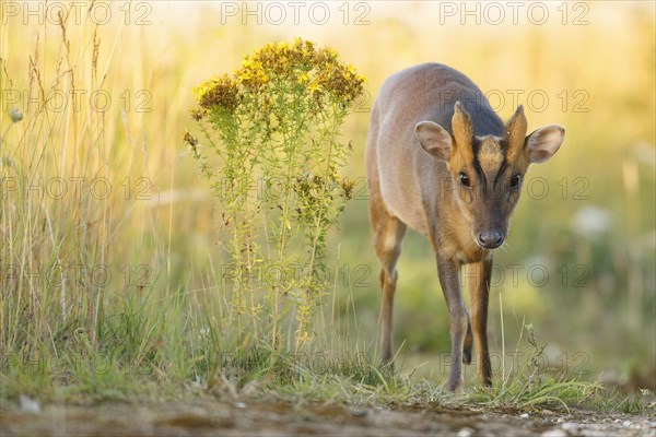 Chinese chinese muntjac