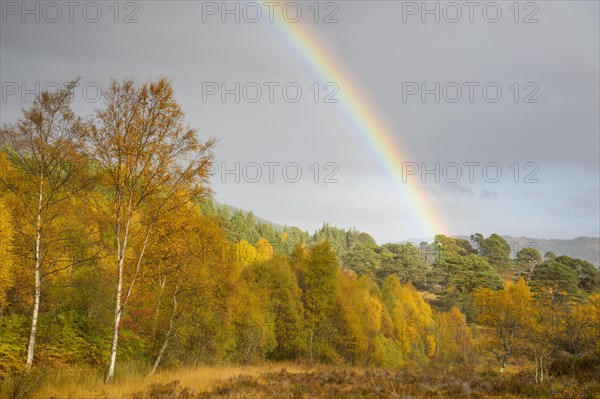 Warty birch