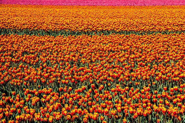 Flowering tulip fields