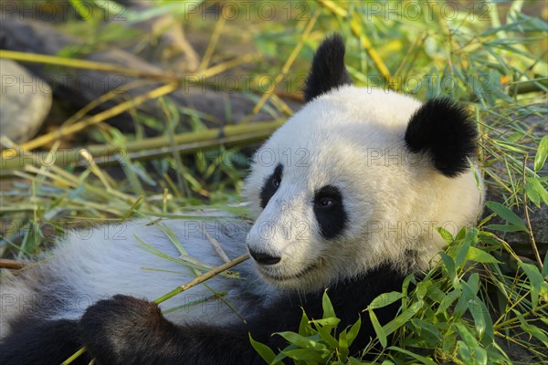 Giant Panda