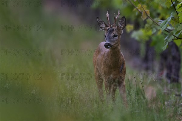 European roe deer