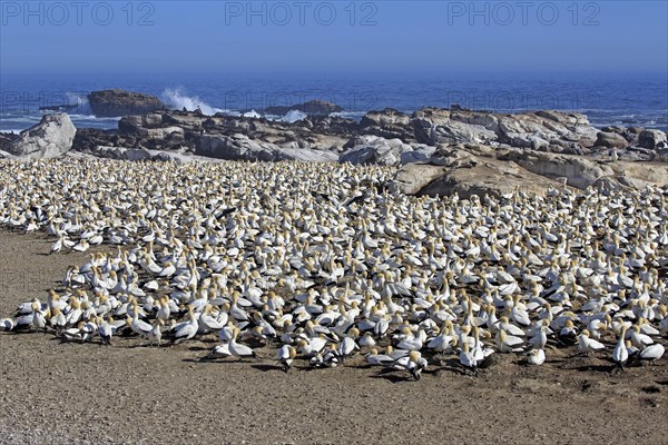 Cape Gannet